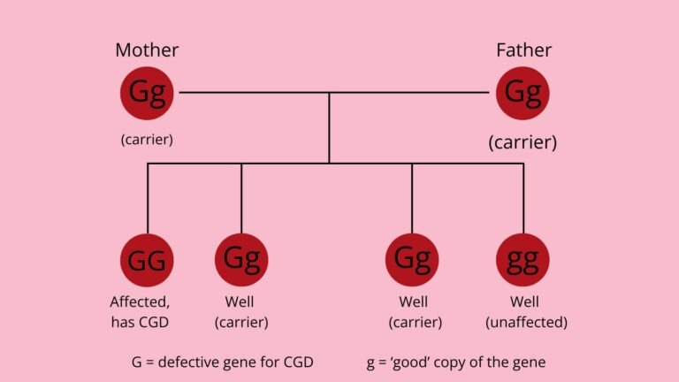autosomal recessive cgd